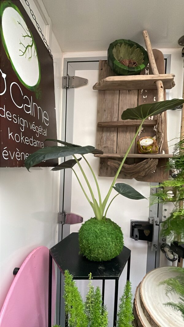 Kokedama Alocasia