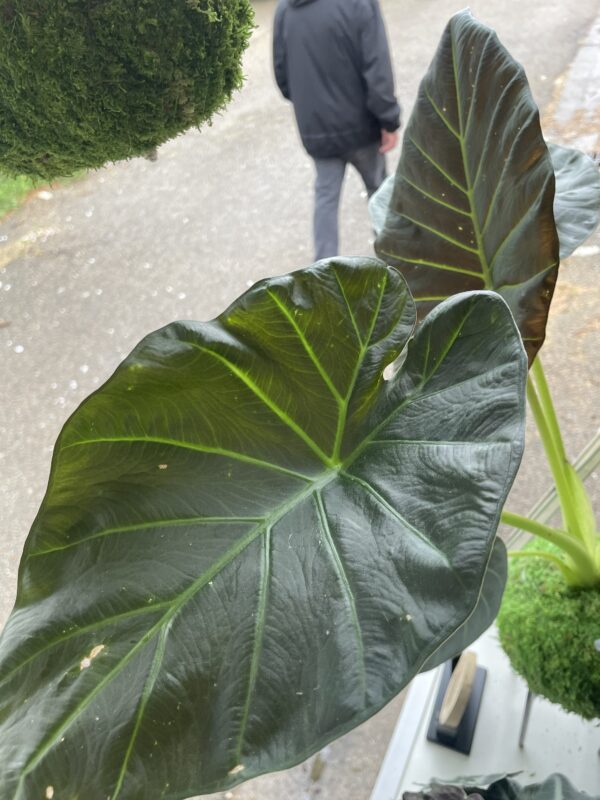 Kokedama Alocasia – Image 3