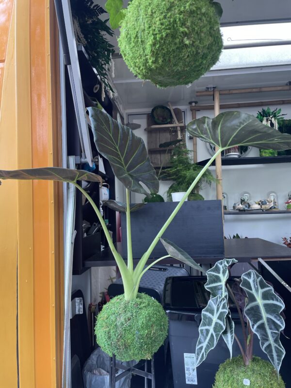 Kokedama Alocasia – Image 2