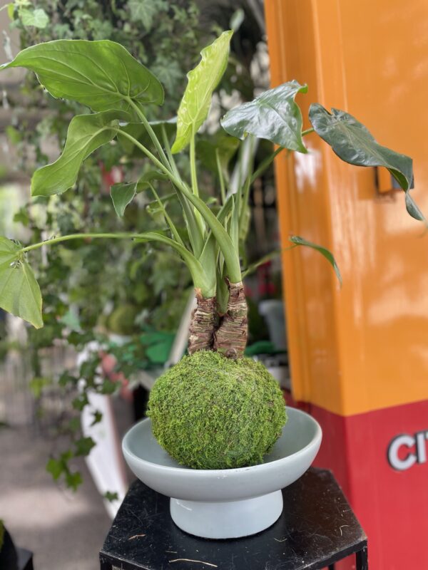 Kokedama Alocasia – Image 5