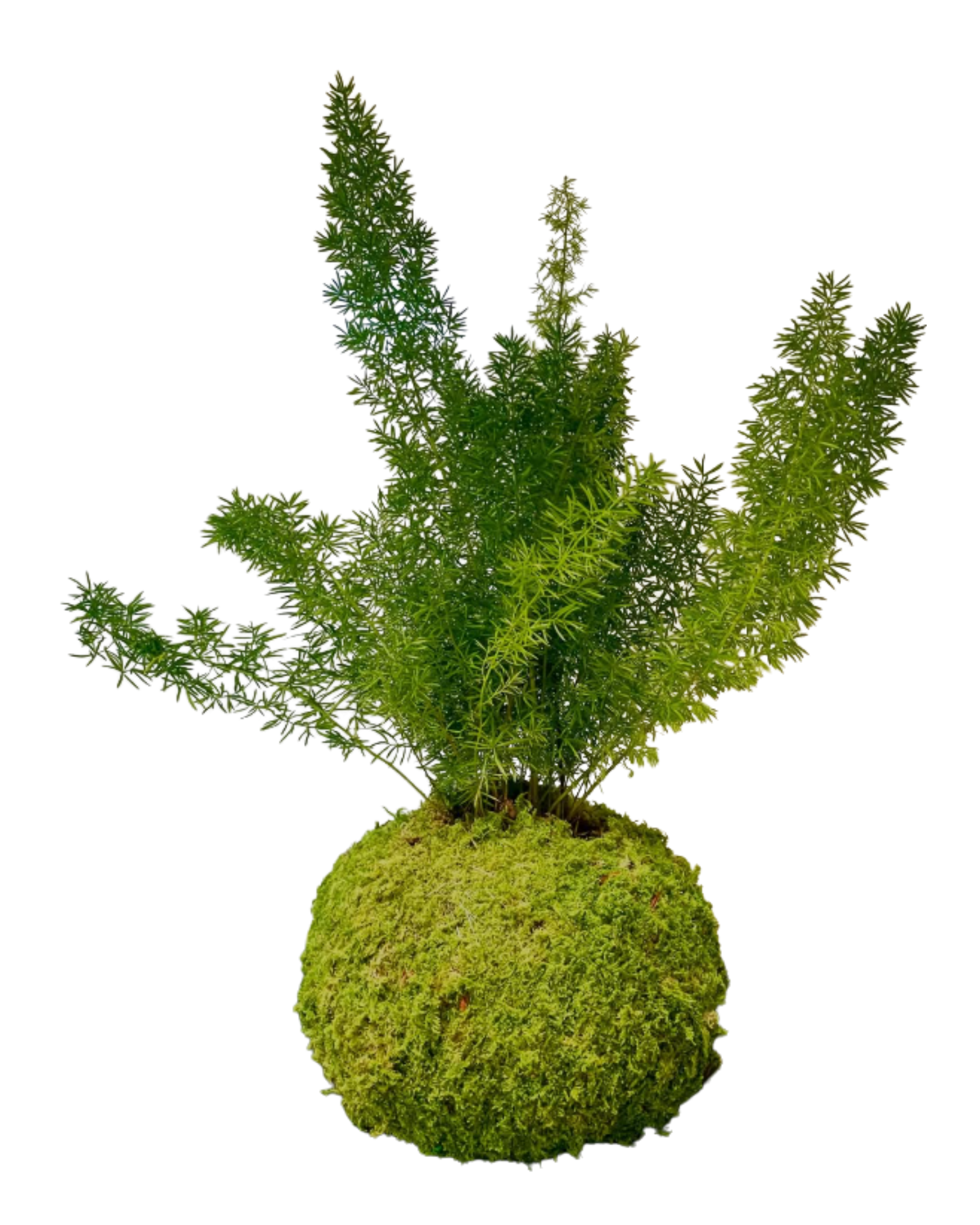 Design Fleurale (1) Design Fleurale (1)