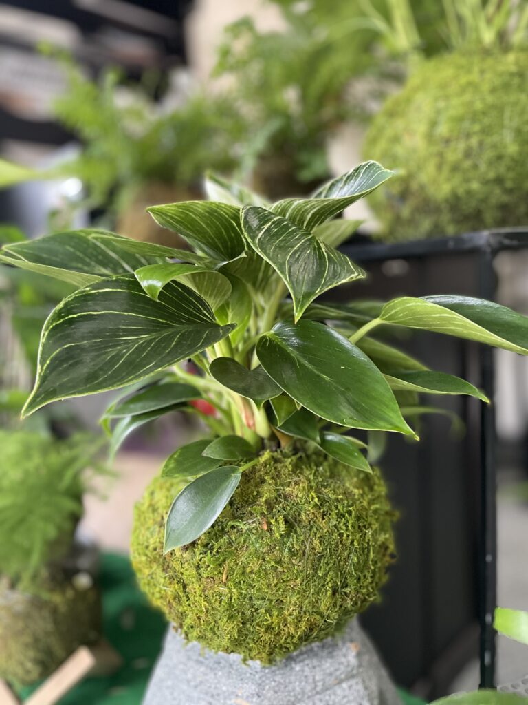kokedama philodendron birkin